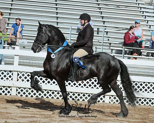 friesian-horse