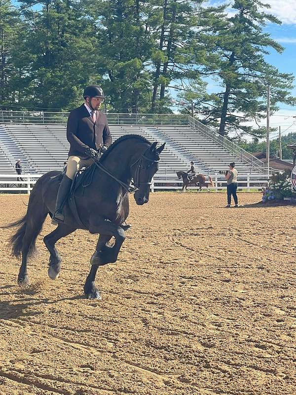 hair-friesian-horse