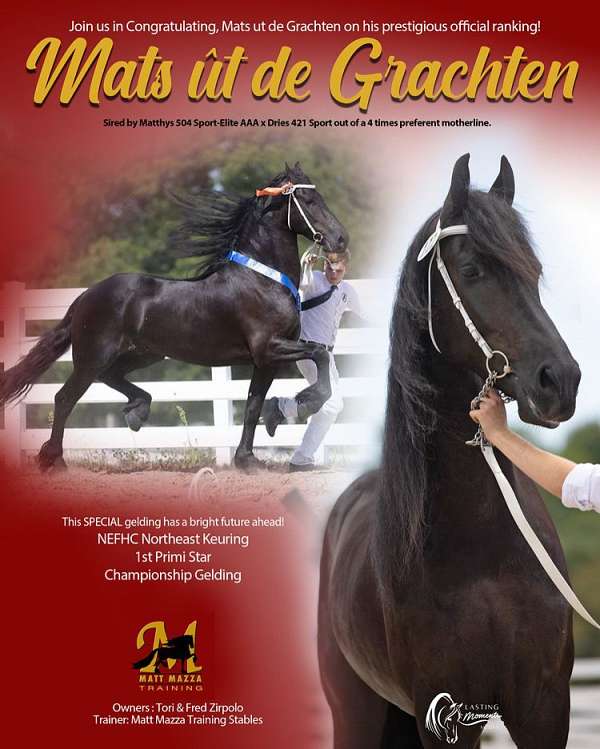 safe-friesian-horse