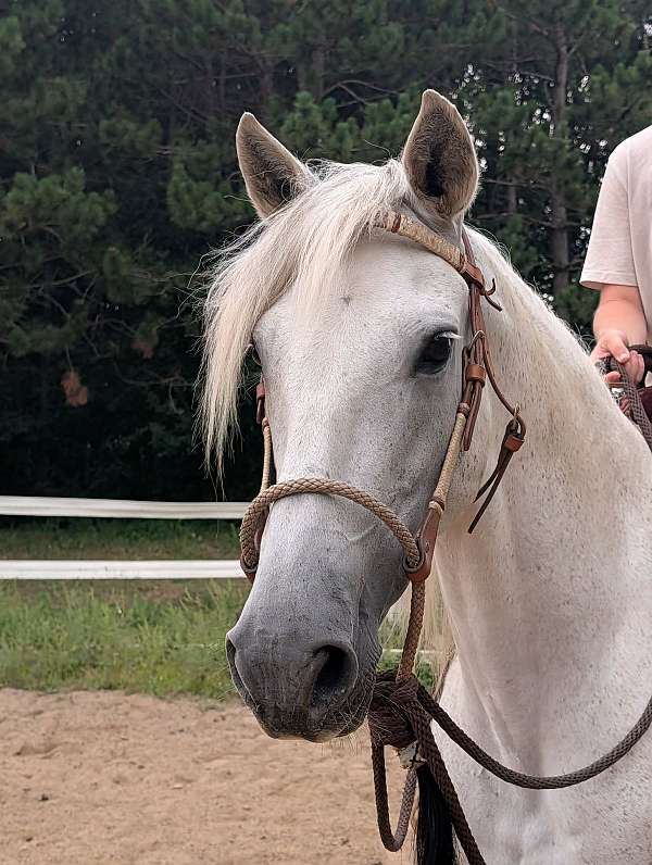 bosal-andalusian-horse