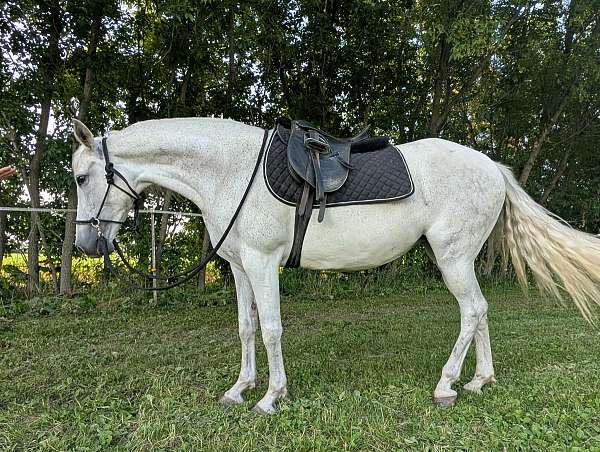 dog-andalusian-horse