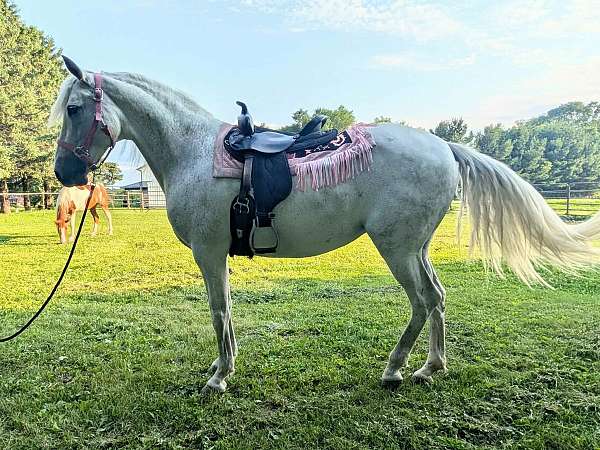 good-trail-andalusian-horse