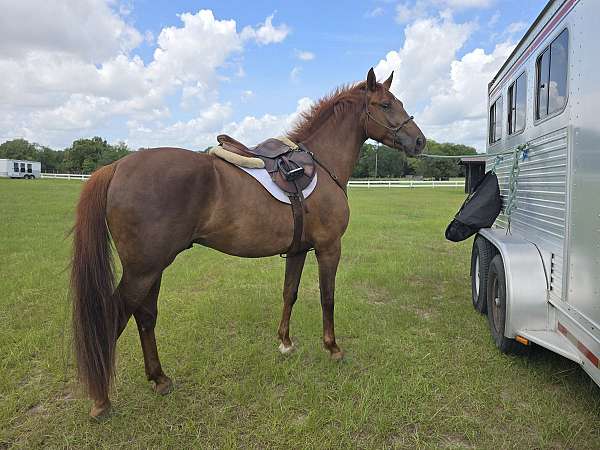 athletic-dutch-warmblood-horse