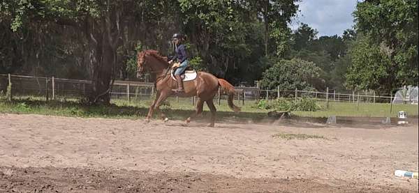 dappled-dutch-warmblood-horse