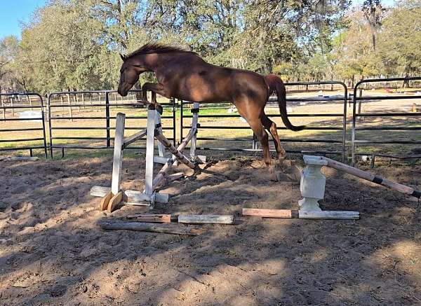 dressage-dutch-warmblood-horse