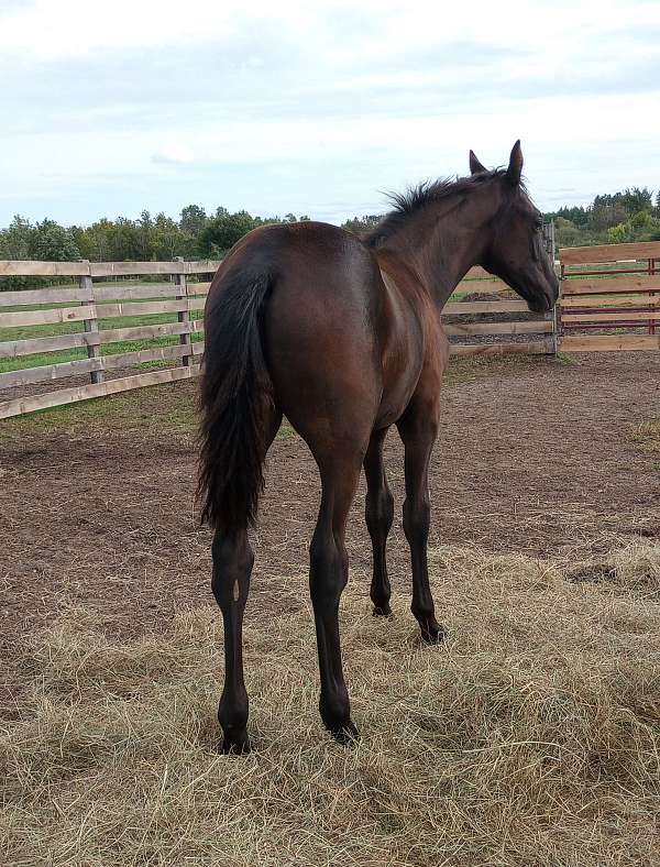 st-appaloosa-horse