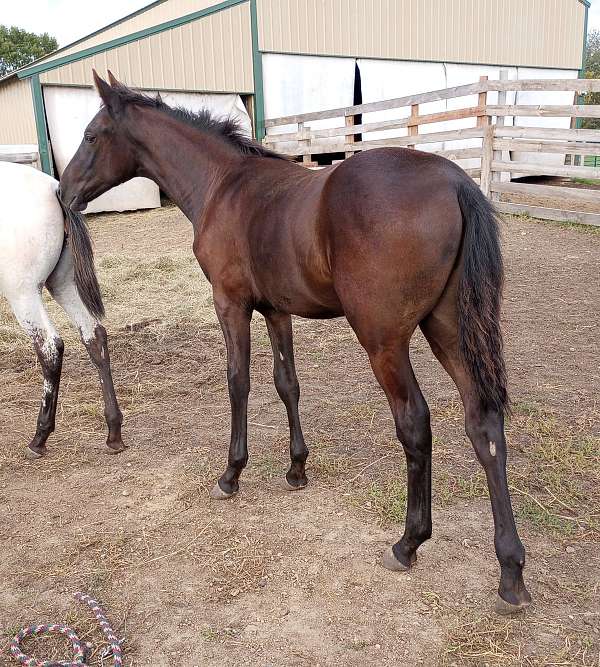 none-horse