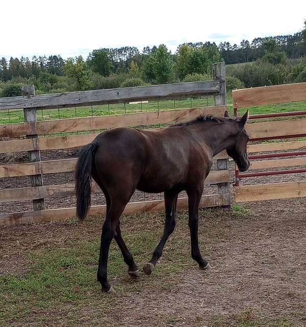 black-none-horse