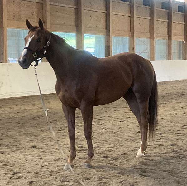 chestnut-racing-show-horse