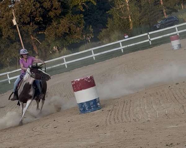 paint-horse-for-sale