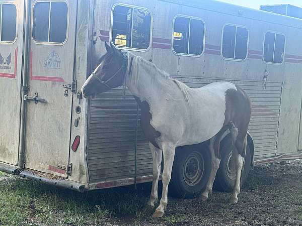 paint-horse