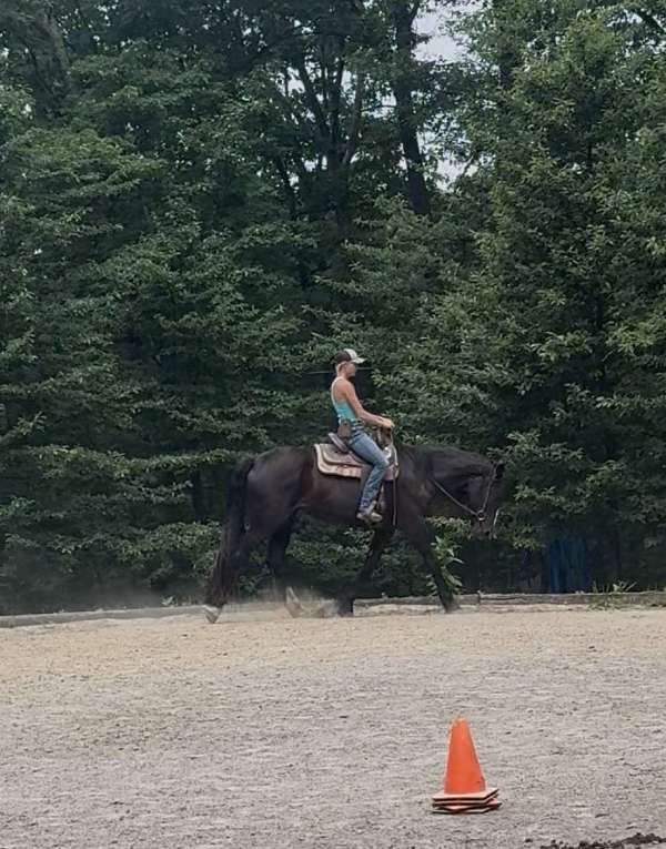 lesson-shire-thoroughbred-horse