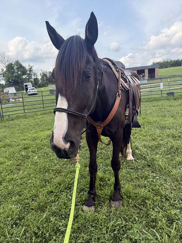 started-under-saddle-shire-thoroughbred-horse