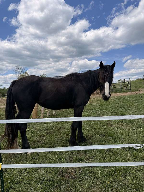 trail-shire-thoroughbred-horse