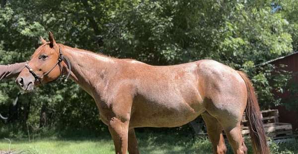 red-roan-star-horse
