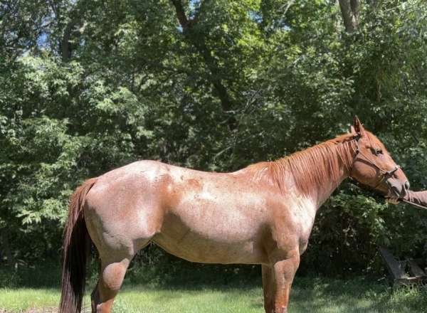star-horse