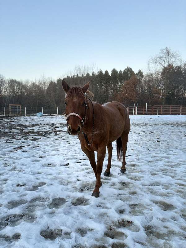 all-around-quarter-horse