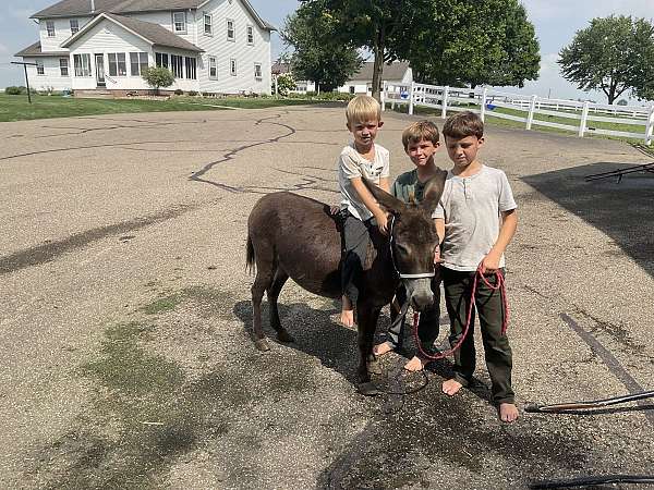 chocolate-nice-cross-donkey