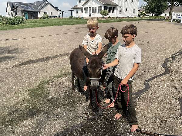 chocolate-all-around-donkey