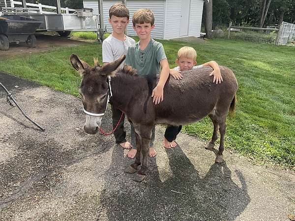 chocolate-breeding-donkey
