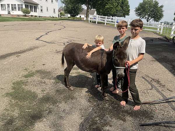 chocolate-kid-safe-donkey