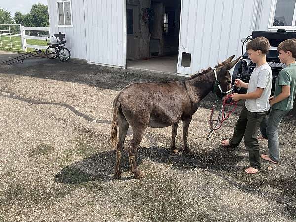 chocolate-lesson-donkey