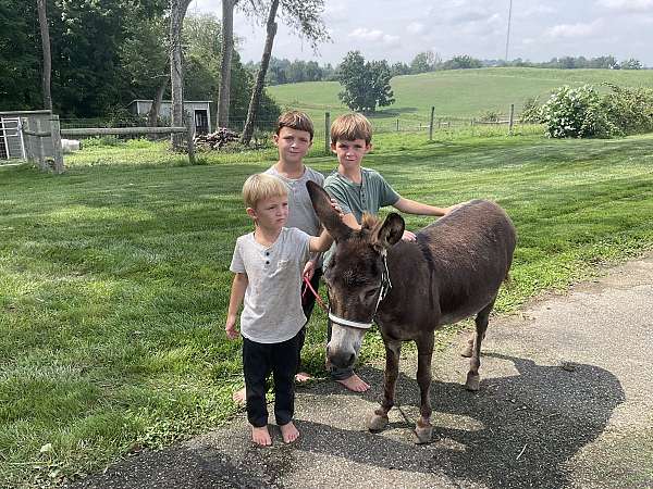 chocolate-parade-donkey
