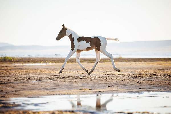 arabian-oldenburg-horse
