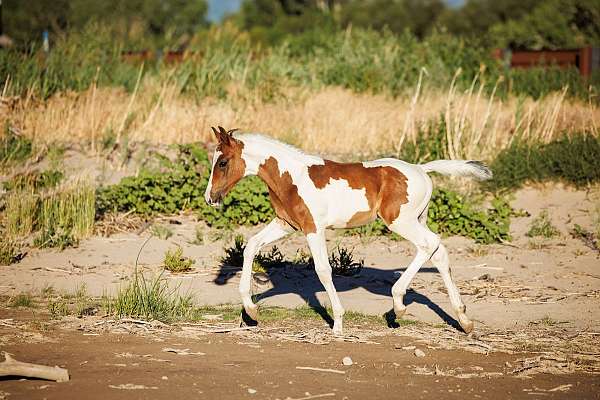 arabian-mare-oldenburg-horse