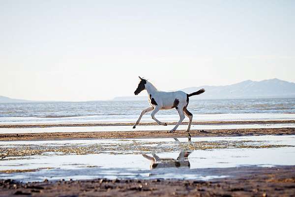 black-tobiano-oldenburg-horse
