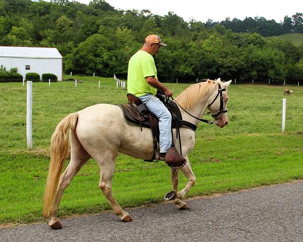 mcnatt-farm-tennessee-walking-horse