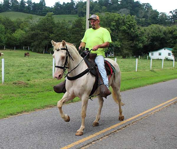 horse-for-sael-tennessee-walking
