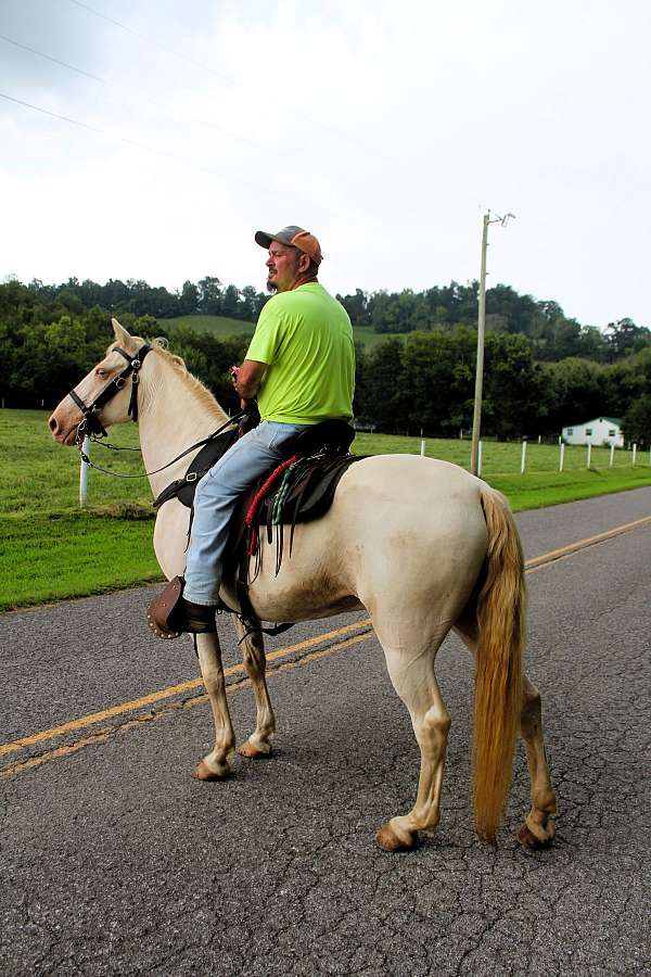 husband-hore-tennessee-walking-horse