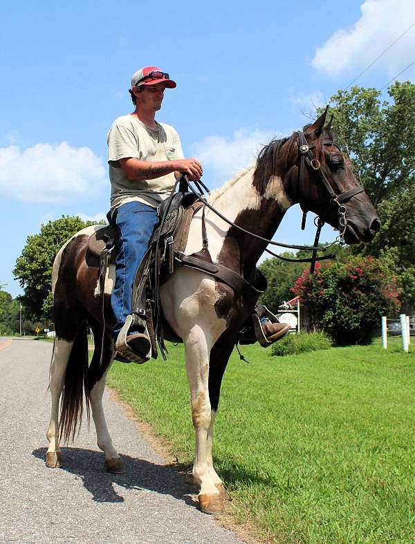 husband-hore-horse