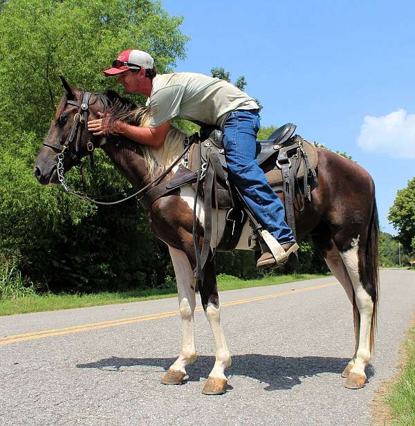 mt-horse