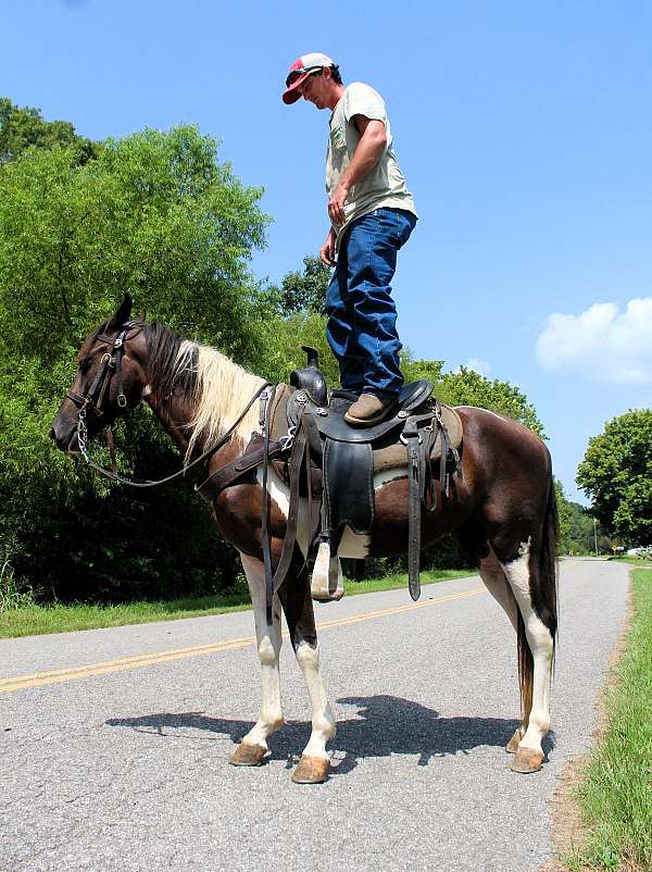 spotrt-horse