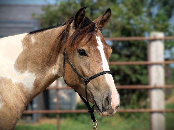 tobiano-horse