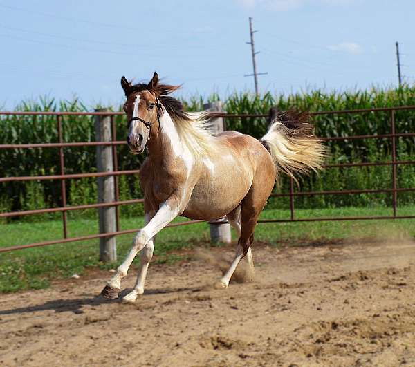 grey-tobiano-horse