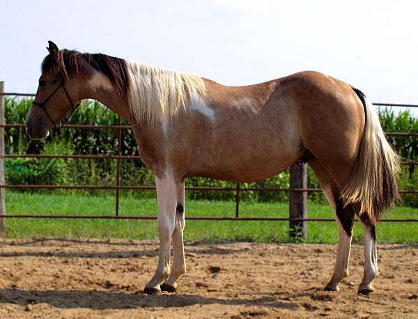 athletic-paint-horse
