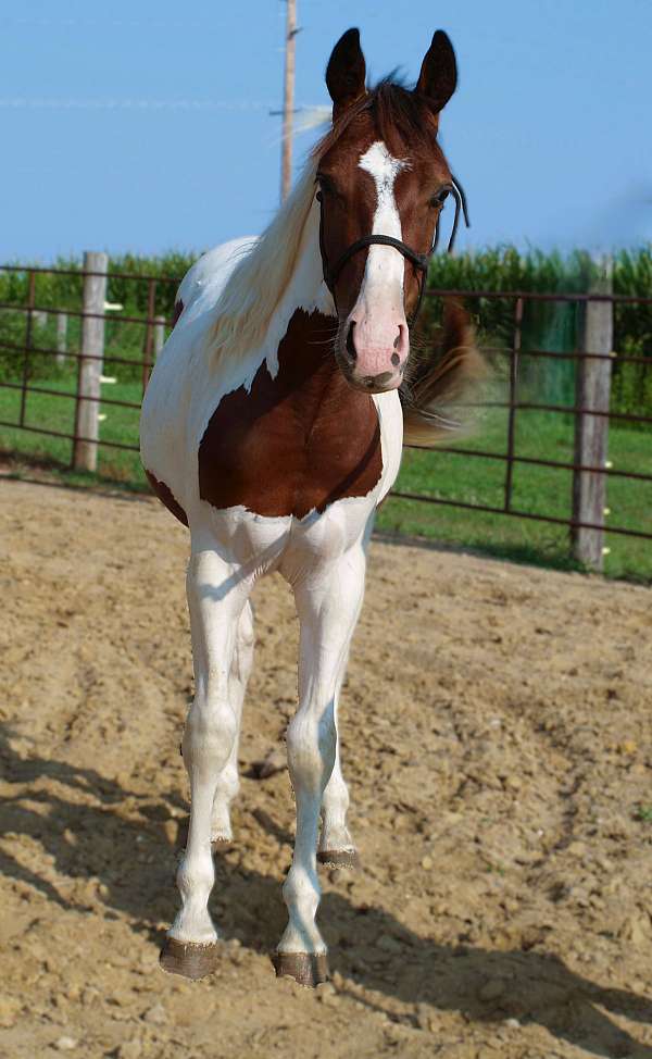 tobiano-horse