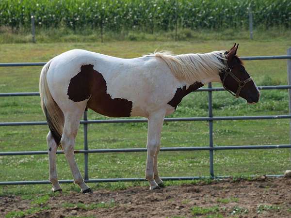 bay-tobiano-horse