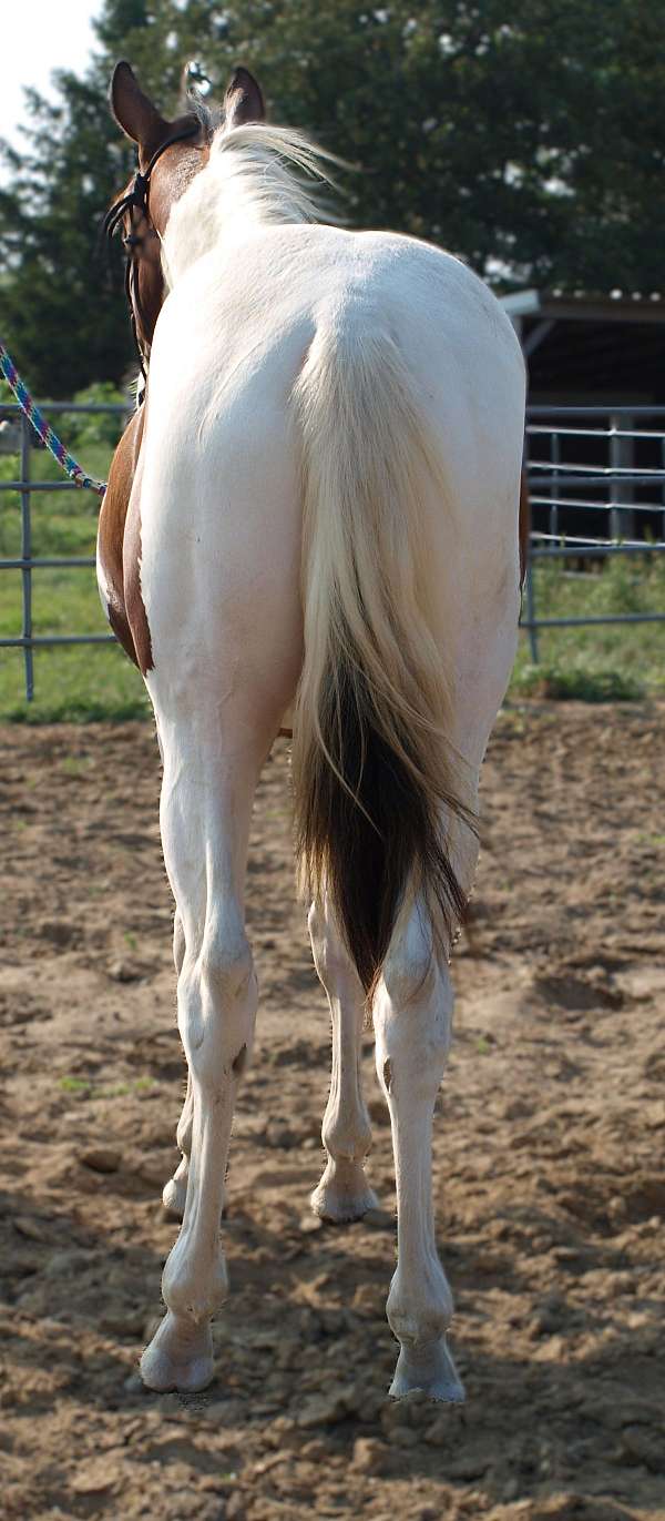 athletic-paint-horse
