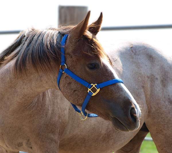 red-roan-1-sock-horse