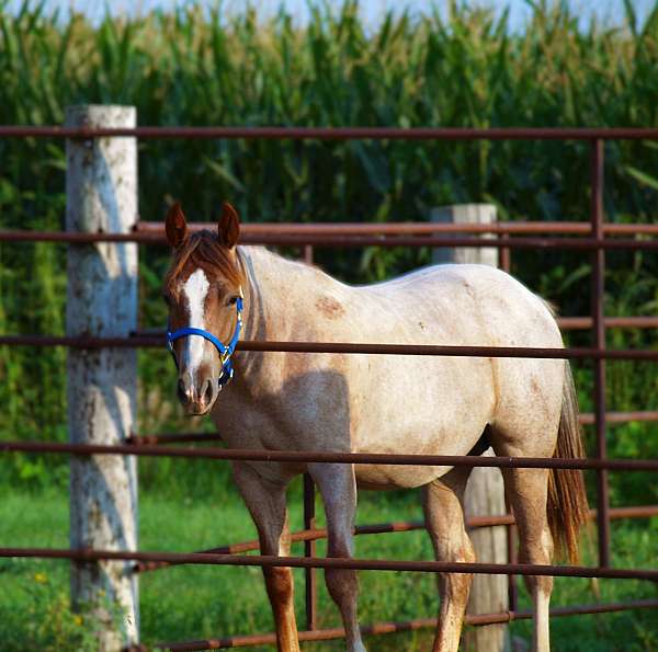 red-roan-1-stocking-horse