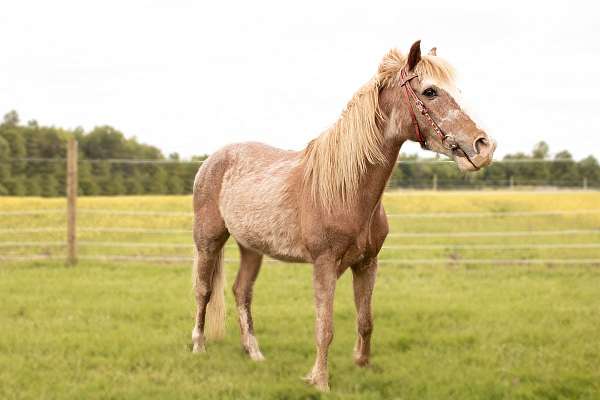 welsh-pony-crossbred