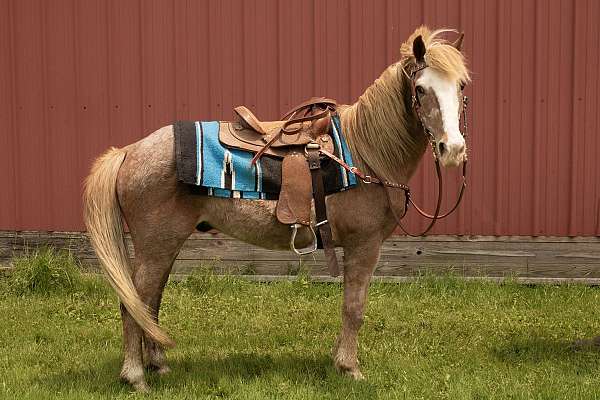 welsh-crossbred-pony