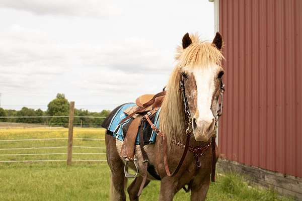 trail-ridding-crossbred-pony