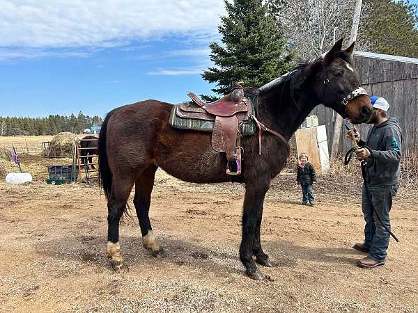standardbred-gelding