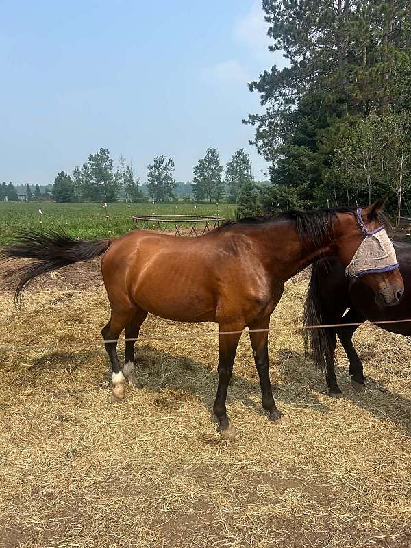 standardbred-horse-for-sale