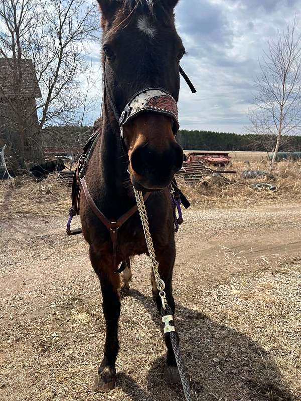 standardbred-horse